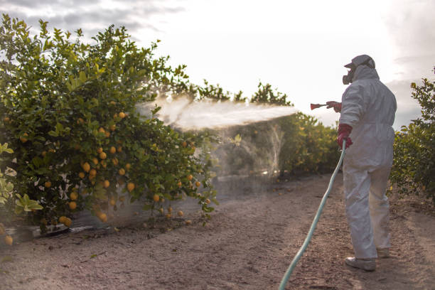 Best Insect Control  in Dallas, NC