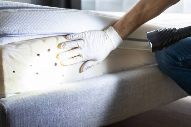Best Affordable Pest Control Services  in Dallas, NC
