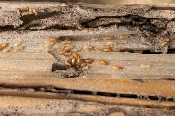 Best Pest Control Near Me in Dallas, NC
