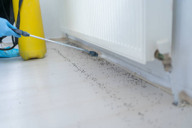 Best Flea Control Services  in Dallas, NC